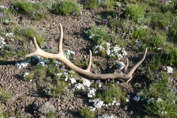 shedantler_elk6-21-08